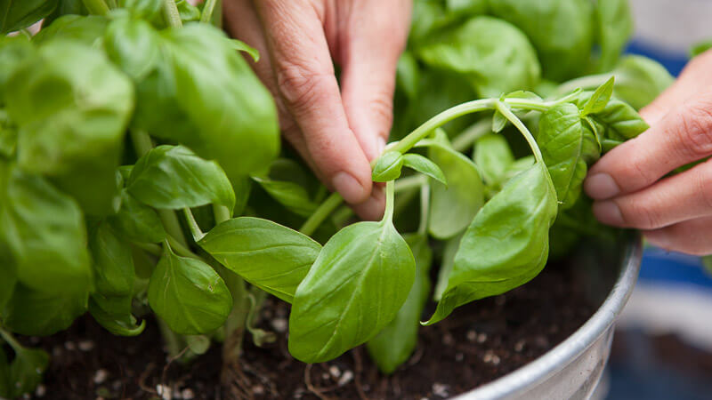 how to havest basil