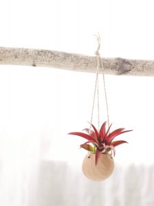 40-stunning-photos-featuring-varieties-and-types-of-air-plants-o