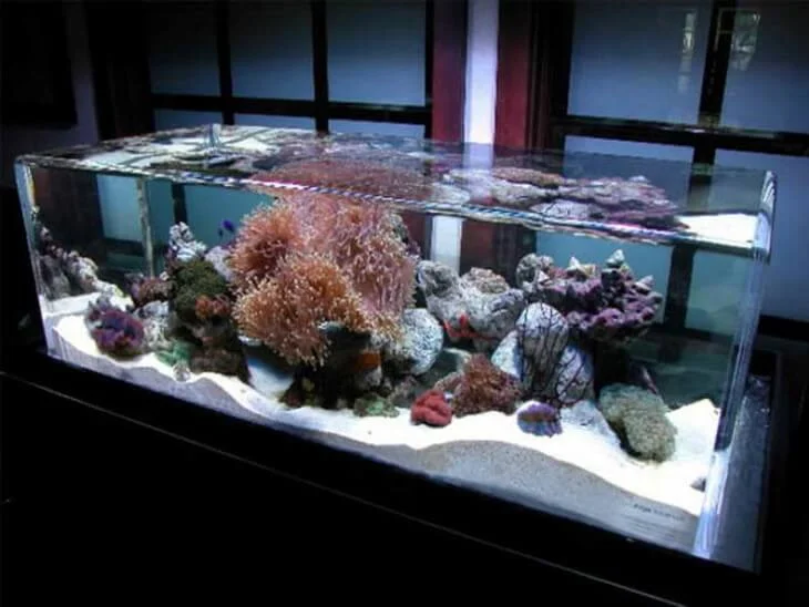 Stunning Live Fish Furniture Stunning Live Fish Furniture