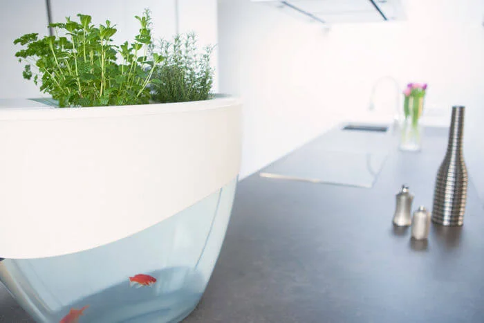 Planter-Fish Tank Hybrids Planter-Fish Tank Hybrids