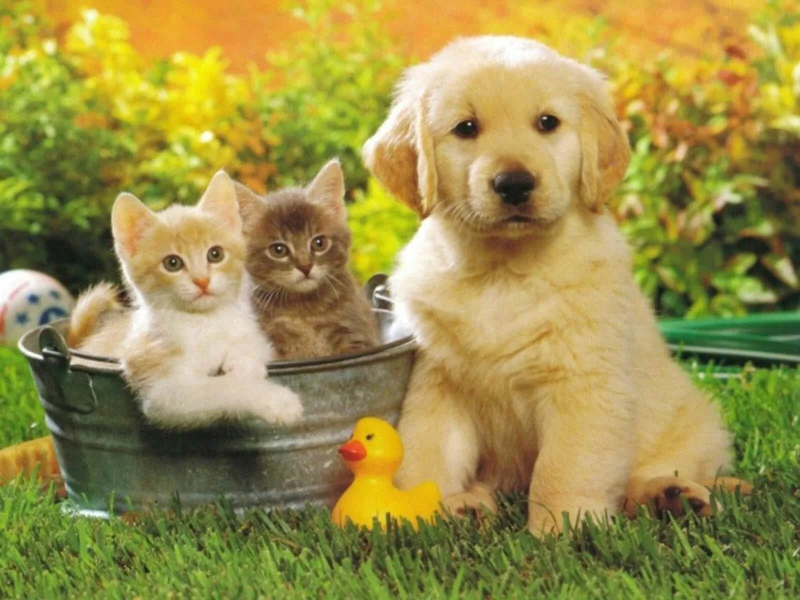 cute animal in the word